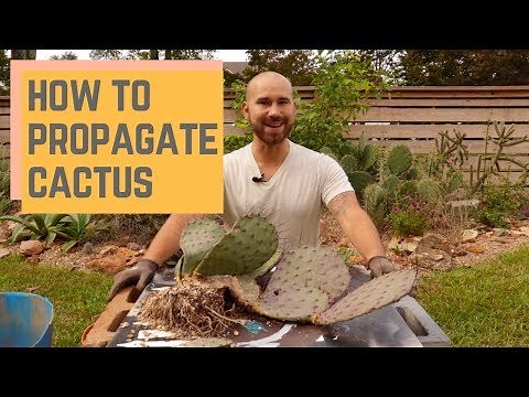 How To Propagate Cactus 🌵/ Colorful Gardener