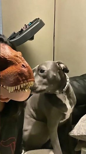 Dogs are afraid of masks 🤣🤣🤣#funny #pets #funnyvideos #fyp #dog #dogs #funnydog #doglove