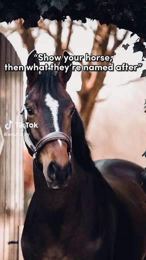 Unique Horse Names to Consider for Your Equine Friend