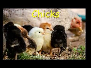 Chicks sound effects - Baby chicks chirping, peeping chicks