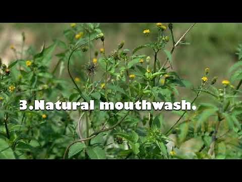 HEALTH BENEFITS OF BLACKJACK