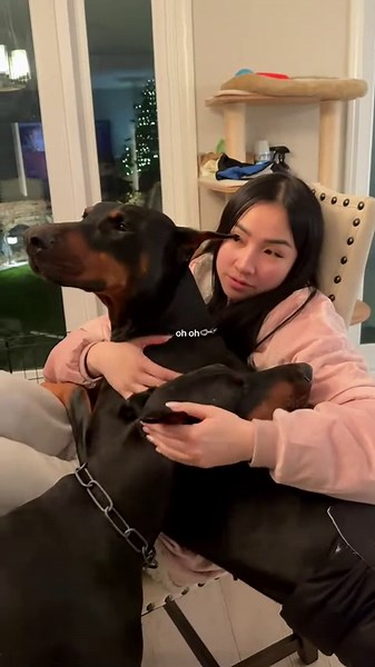 Thinking of Getting a Doberman? Here’s What to Know