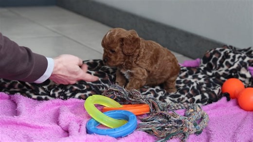 Cavapoo puppy for sale