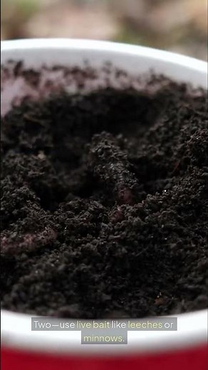 10 Fast Tips to Catch More Walleye 🎣