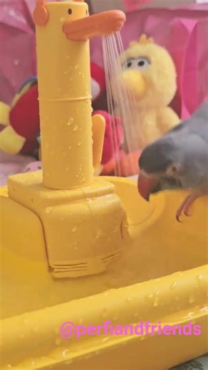 bird bath time 😊🐥🛁🚿 Marley & Bowie #ringneck #birds