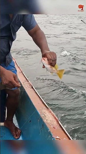 Catching Yellowtail Snapper & Humpback Red Snapper in the Sea #fishing #fishingvideo #fishingtime