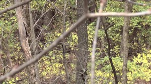 502K views · 3.3K reactions | Best Deer Communication EVER Captured! | The Deer Society | Facebook