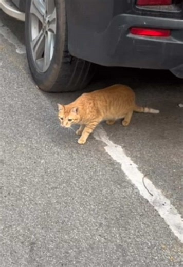 A Cat and Mouse Encounter: Nature's Drama Unfolds