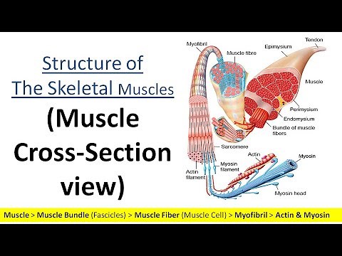 Muscle Cross-Section | Structure of Skeletal Muscles | Actin, Myosin, Sarcomere, etc. in Muscles