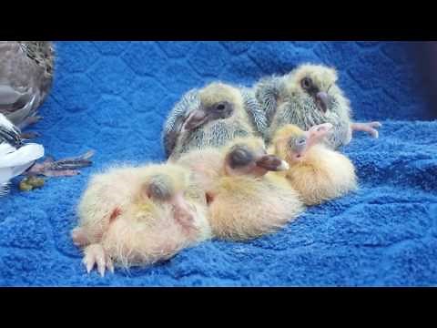 Filhotes de pombo correio e comum