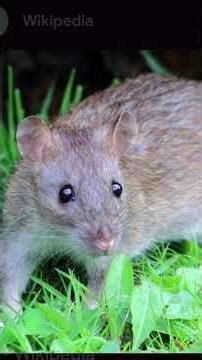 #deer#rat#crow#hunter#neethikathaikal#moralstories