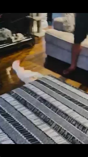 Why is He Yelling? Understanding Cockatoos' Behavior