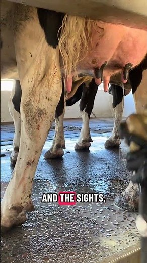 Milk Letdown Explained: Why Proper Milking Prep Matters