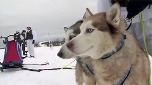 7.5K views · 1.1K reactions | Video footage released by the Russian defense ministry Friday shows a group of soldiers learning to ride husky sled dogs while holding machine guns and assault rifles. These huskies are very friendly and cute and own a warm character. The dogs are valued for their superb endurance and strength, which allows them to drag heavy weights for long periods. Soldiers can, therefore, use sled dogs to get to locations that would otherwise be unreachable. | CGTN | Facebook