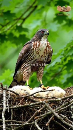 Stealth Hunter of American Backyards! 🦅👀 #Shorts #birds #facts