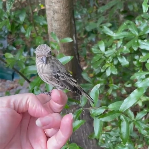 Have you cleaned your bird feeder this week? We recently received this video of a House Finch who is suffering from mycoplasmosis, an eye infection that is commonly spread by sick birds at feeders. Since finches are the most common species impacted, you may also know it as finch eye disease. This finch's finder noted how "friendly" the bird was. After seeing the bird, it was clear that her "friendliness" was because at this point in the disease, she could no longer see. Mycoplasmosis causes conj