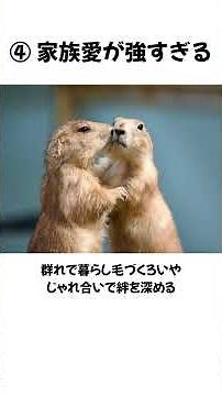 Surprisingly Talented! 5 Secrets About Marmots #Marmot #AnimalFacts #shorts