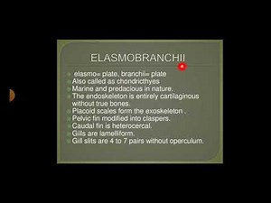 A general account of the Elasmobranchii, Holocephali, msc zoology 3rd semester , classification.