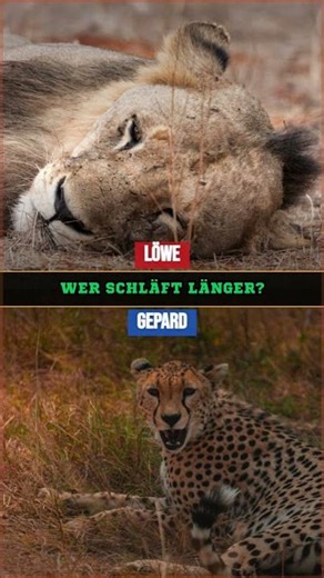 Wer schläft länger?