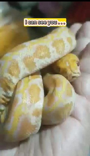 Albino Burmese Python! #OMG #fypreels #albinosnake #friends #burmesepython #foryourpage | Rudie Gonzales