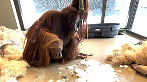 160K views · 2.5K reactions | With so much snow outside, we're bringing the wintertime fun indoors for our orangutans! 獵❄️ Our Orangutan Keeper Raegan put some treats into a tub filled with snow, as an enrichment tool to help encourage Rocky to forage for food. But it looks like he found loophole: by simply dumping it all out.  : Raegan, Orangutan Keeper | Indianapolis Zoo | Facebook