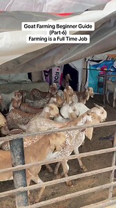 Goat Farming Beginner Guide (Part-6) Farming is a full time job | Bin Shafiq Farms
