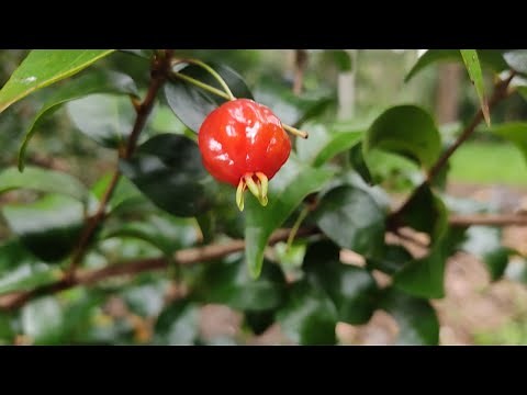 star cherry tree | Rare tropical fruit