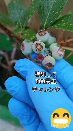チャンドラーブルーベリー摘果やり方、ブルーベリーの摘果（摘花含む）は、大粒で甘い実を収穫し、樹の負担を減らすために重要な作業で、開花期（摘花）と実が小さいうち（摘果）