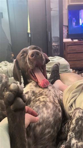 #gsp #gspsoftiktok #dog #dogsoftiktok #taylorswift