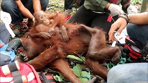 78K views · 530 reactions | Orangutans have been left to starve & die. Donate towards urgent rescue: bit.ly/216CTCq | International Animal Rescue | Facebook