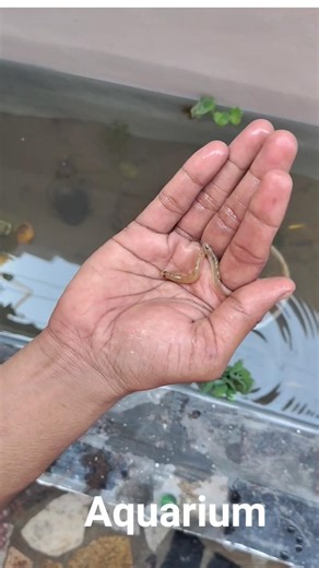 🐠New Aquarium set-up ✨