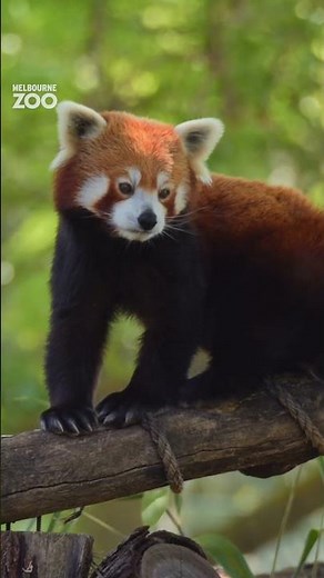 Melbourne Zoo moments: A peaceful Red Panda.