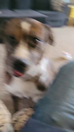 The Bond Between Man and Dog: A Heartwarming Story