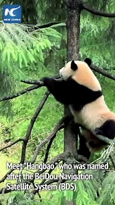 Nonostante il caldo, il #panda gigante "Hangbao" si gode la confortevole estate con sua madre in un parco nazionale nel sud-ovest della Cina. | China Xinhua News | Facebook
