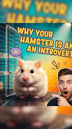 Never Put Two Hamsters Together… Here’s Why! #HamsterTips #CuteHamster #youtubeshorts