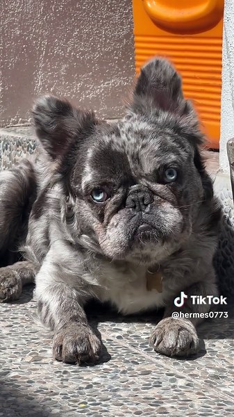 Explore the Fluffy World of French Bulldogs