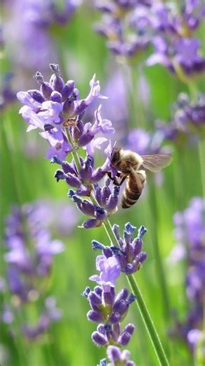 Bees And Other Insects - Summer Sound - Sound effect #shorts #bees #summer #soundeffects