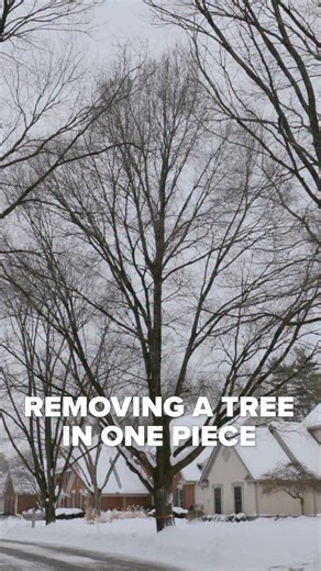 Removing a 40ish ft tall tree in one piece to place in the Climbers’ Corner of the Ohio Tree Care Conference 2026. Feb 3 – 5 2026 at the Cherry Valley Hotel in Newark, OH. Don’t miss out. Aiding us in this tree that has already been designated for removal is our bucket truck, grapple truck, knuckleboom crane, articulated loader, and one loooooong trailer. Shoutout to our team members Joe, Jacob, Harry, Bodi, Andrew, and Jacob (a different one) for a safe and expert tree removal. 😎 #treework #ch