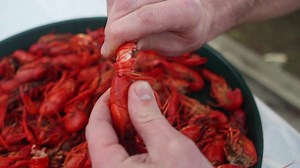 104K views · 390 shares | Learn the often debated best technique to Peel Crawfish and go through trays like a pro! Find crawfish in Southwest Louisiana at www.visitlakecharles.org/crawfish. | Visit Lake Charles | Facebook
