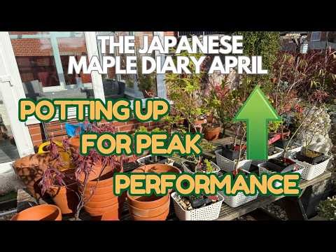 Japanese Maples: Potting Up! for peak performance