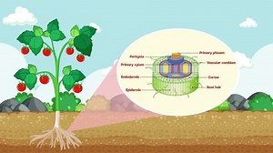 2d Animation Showing Internal Root Structure Stock Footage Video (100% Royalty-free) 1099579189 | Shutterstock