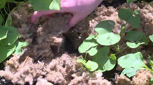 Grow with KARE: Alternatives to wood mulch