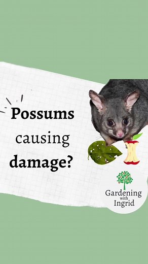 Effective Homemade Possum Repellent Spray for Your Garden