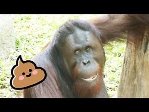 独特のスタイルでうんちするオランウータン/ Orangutan's unique poop style
