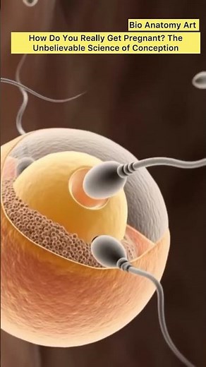 How Do You Really Get Pregnant? The Unbelievable Science of Conception |Bio Anatomy Art | Gut Health