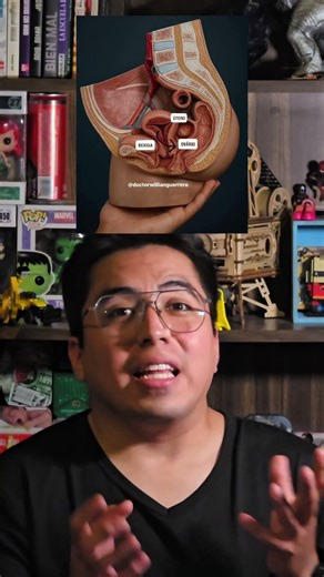 El aparato reproductor femenino