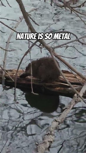 Musk rat eating fish head