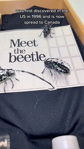 Discovering Insect Collection Techniques at Cornell University