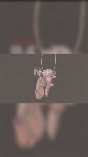 Revista Medicina y Salud Pública on Instagram: "#MSPUrología | ¿Cómo funciona una próstata sana? La #próstata juega un papel importante en la función sexual masculina y también influye en el control de la #micción. ¡Aquí te contamos los detalles, comparte!"