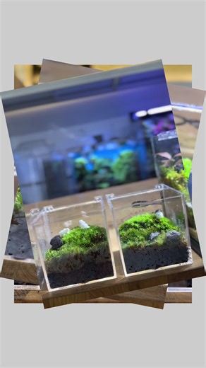 Creating a Mini Desktop Terrarium for Your Workspace